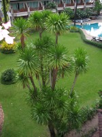 Hotel Bangkok - Ko Samui (BANGKOK PALACE HOTEL + AMMATARA PURA RESORT) dovolená