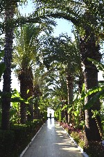 Zahrada
