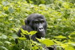 Hotel Safari v Ugandě - Cesta za gorilami s českým průvodcem dovolená