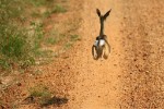 Hotel Safari v Ugandě - Cesta za gorilami s českým průvodcem dovolená