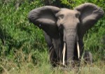 Hotel Uganda – zelená perla Afriky dovolená