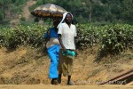 Hotel Uganda – zelená perla Afriky dovolená