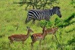 Hotel Uganda – zelená perla Afriky dovolená