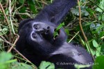 Hotel Uganda – zelená perla Afriky dovolená