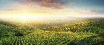 Stunning sunrise over scenic countryside vineyards With copyspace for text