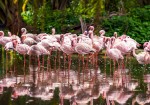 Everglades Florida