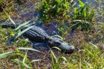 Florida_NP_Everglades_krokodyl_Radynacestu_foto_Pavel_Spurek.jpg