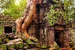 Chrám Ta Prohm, který se stal kořístí stromů