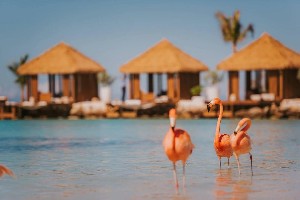Hotel RENAISSANCE WIND CREEK ARUBA RESORT wakacje