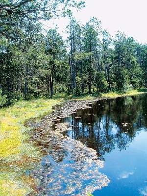 Cechy - Jeseniky - Mech jezirko