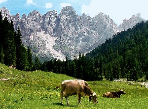 Italie_Dolomity_Val-Venegia
