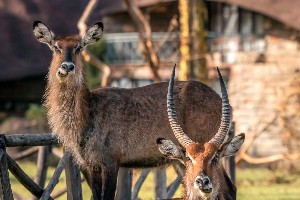 Hotel EXIMdiscovery: Afrykańska Odyseja – Mombasa, Mara, Naivasha wakacje