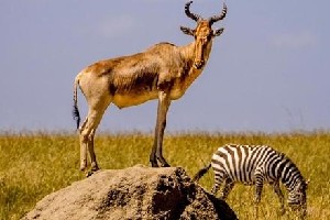 Hotel EXIMdiscovery: Afrykańska Odyseja – Mombasa, Mara, Naivasha wakacje