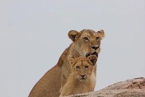 Hotel EXIMdiscovery - Czerwona Ziemia i Mgły Kilimandżaro wakacje