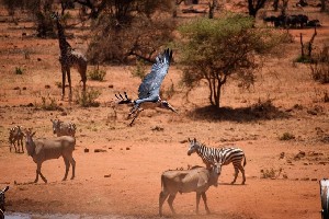 Hotel EXIMdiscovery - Czerwona Ziemia i Mgły Kilimandżaro wakacje