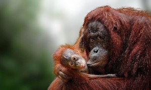 orangutan