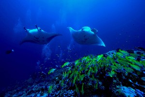 Hotel SENTIDO OBLU AT HELENGELI wakacje
