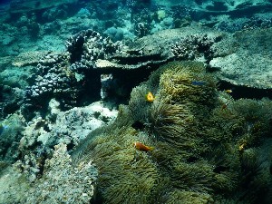 Hotel FIHALHOHI ISLAND RESORT wakacje