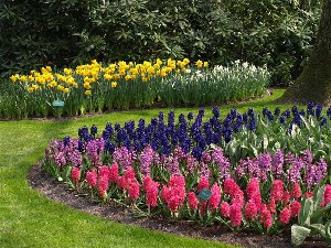 Holandsko 387 - Keukenhof_215456.JPG