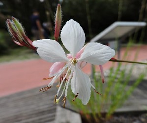 (Rakousko, Dolní Rakousko, Tulln) - TULLN – zahradní veletrh