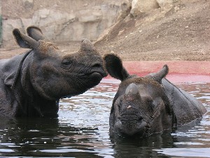 Recreational facility