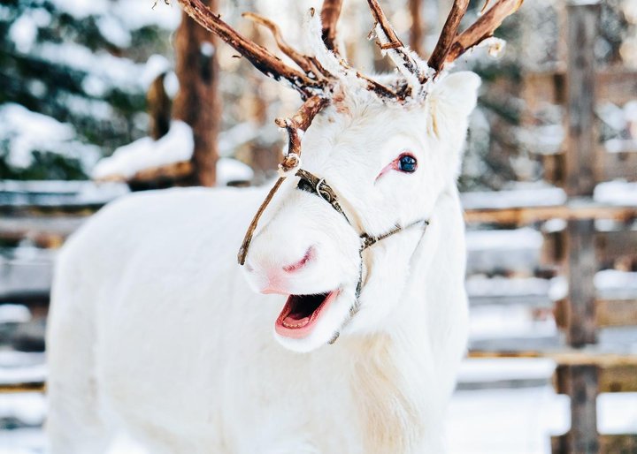 Krásy mrazivého Finska – fotka 2
