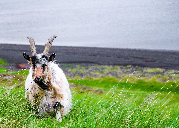 Gejzíry, ledovce a vodopády Islandu – fotka 5
