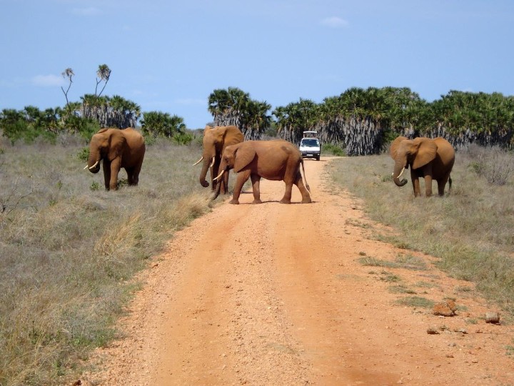 2 dny safari Tsavo East + 6 nocí Neptune Paradise – fotka 2