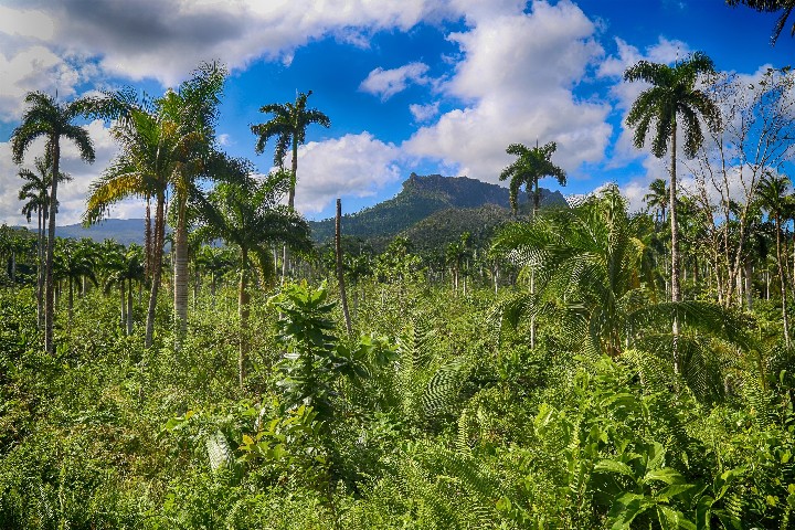 Krásy Kuby s prodloužením all inclusive v Holguín – 7 nocí – fotka 4