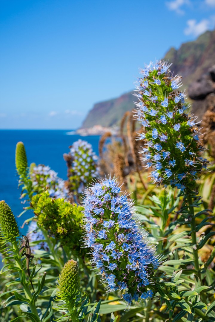 Velikonoční Madeira – fotka 5