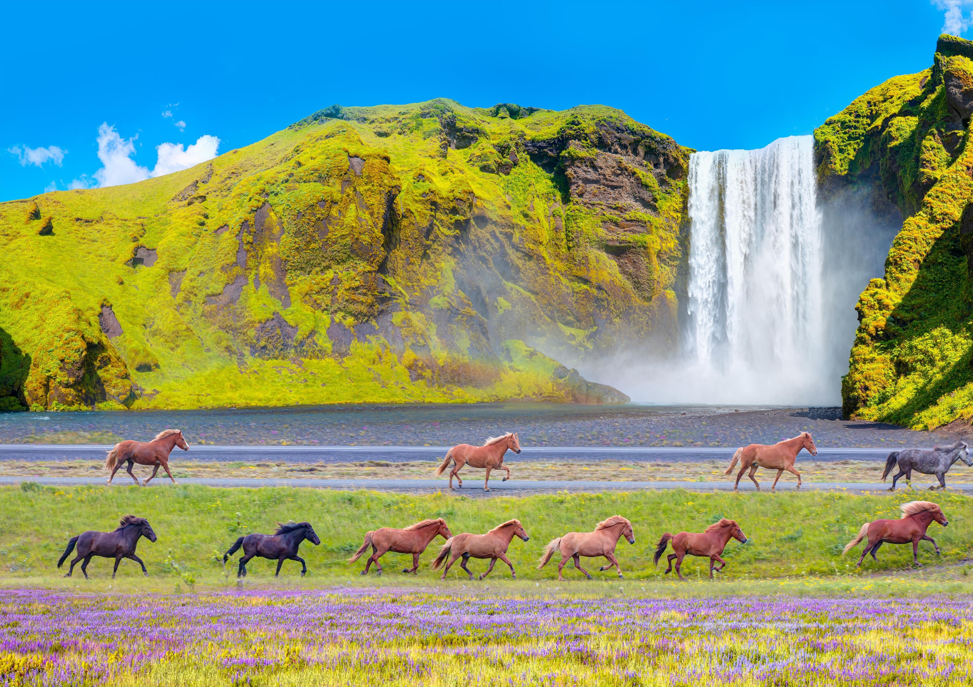 Islandští koně jsou k vidění po celém ostrově