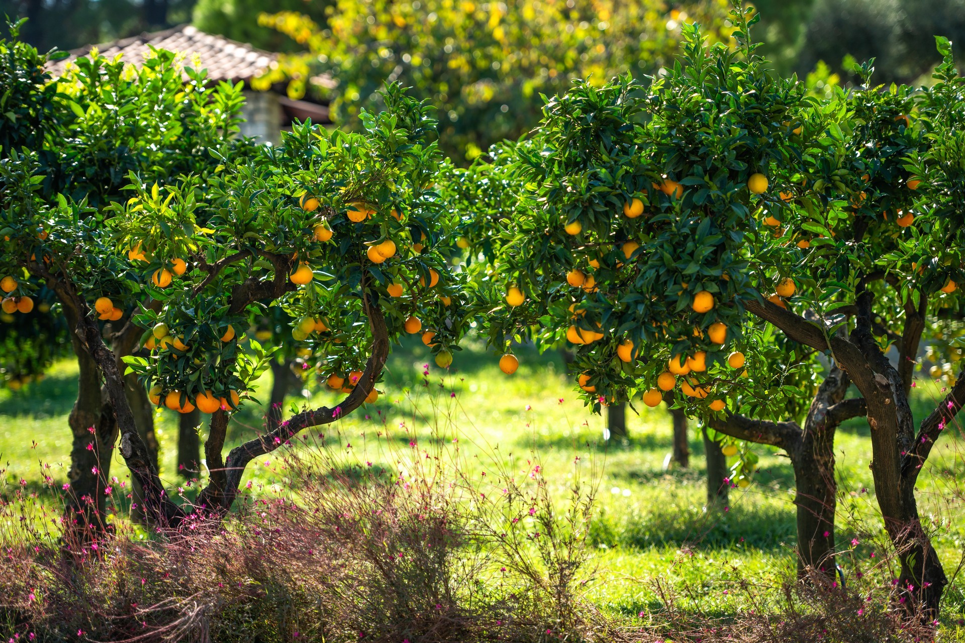 Canvas by Mitsis Alexander the Great 20