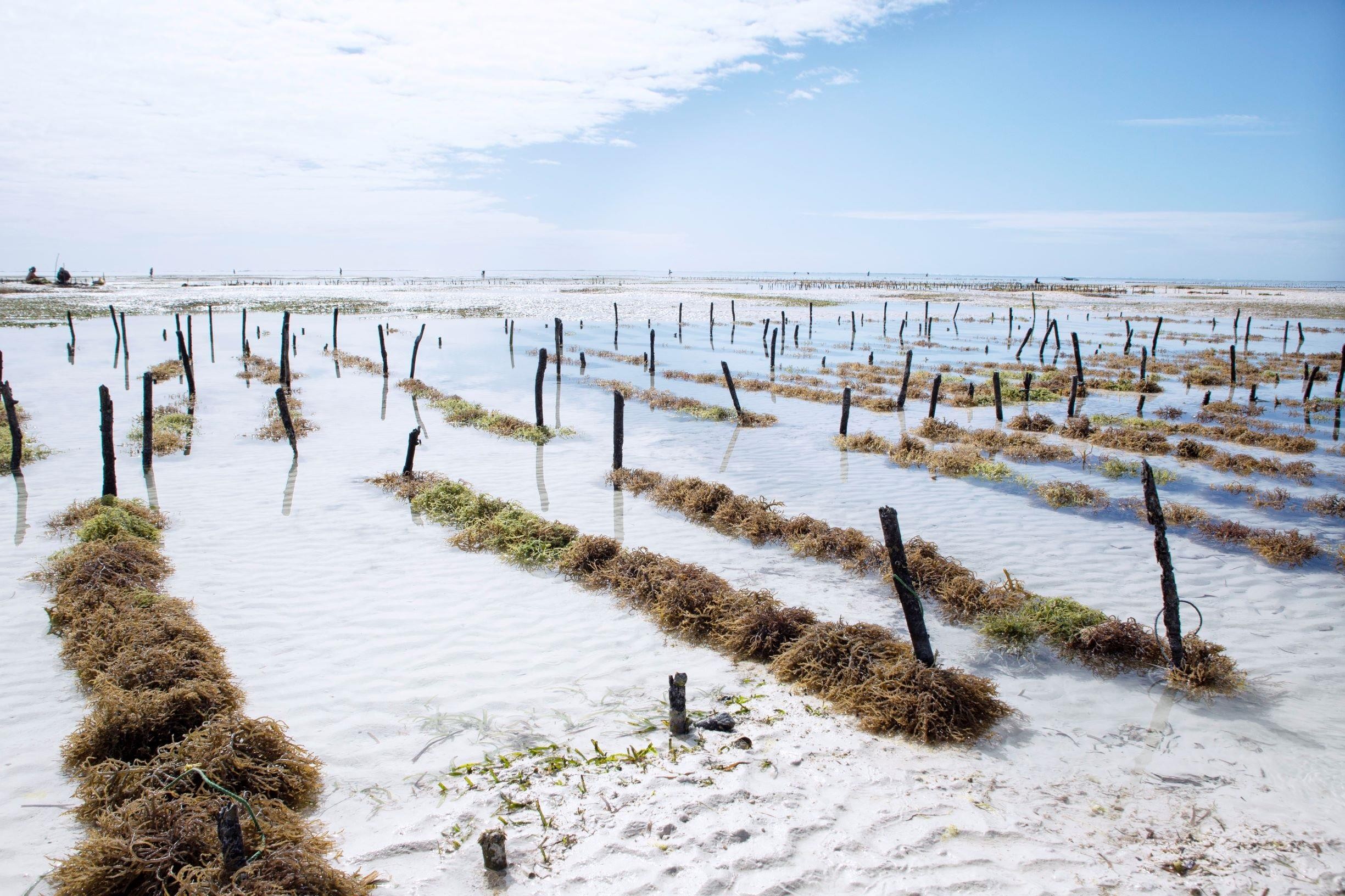 The Island Pongwe Lodge 22