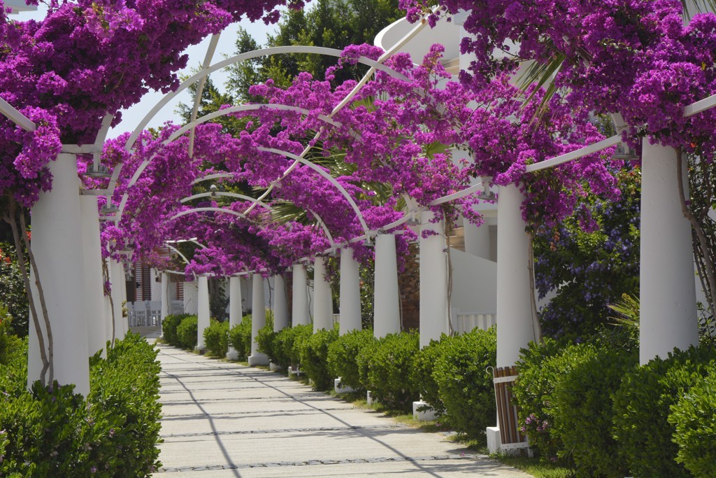 Bendis Beach Hotel – fotka 19